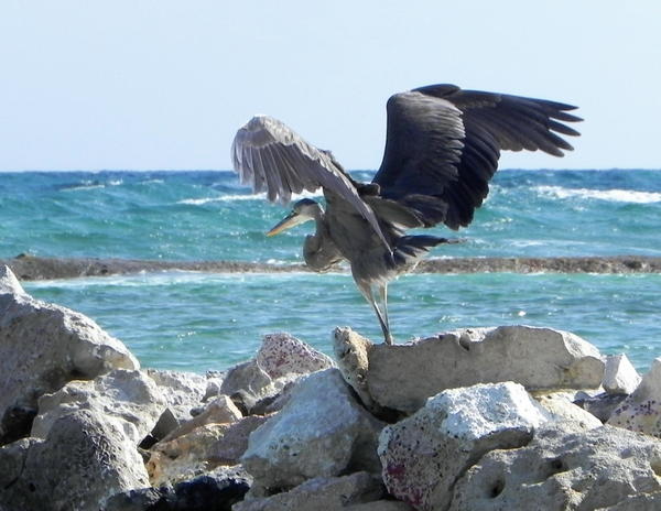 Great Blue Heron