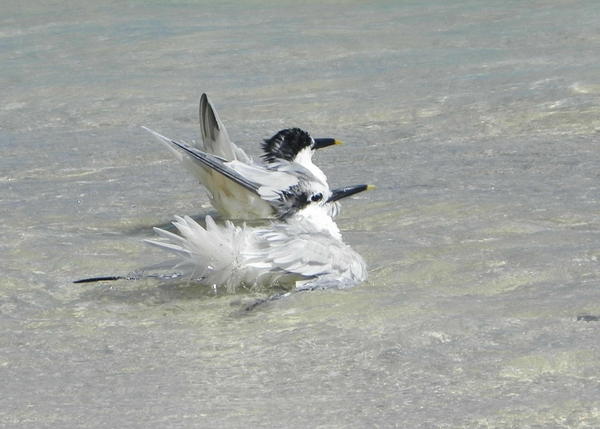 Sandwich Tern Sandwich Tern