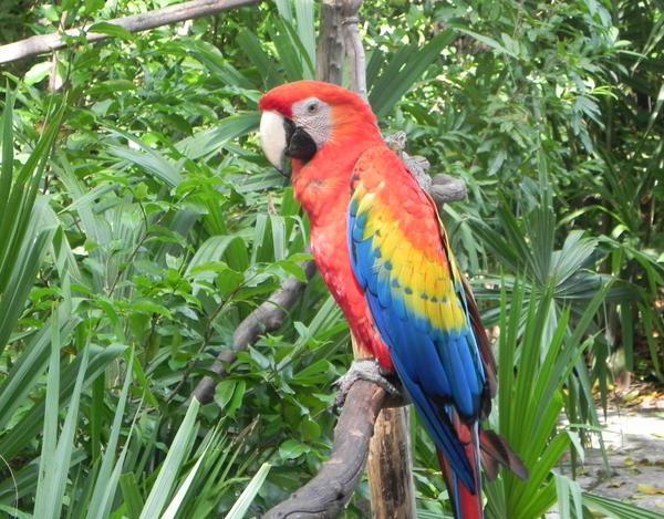 Scarlet Macaw Scarlet Macaw