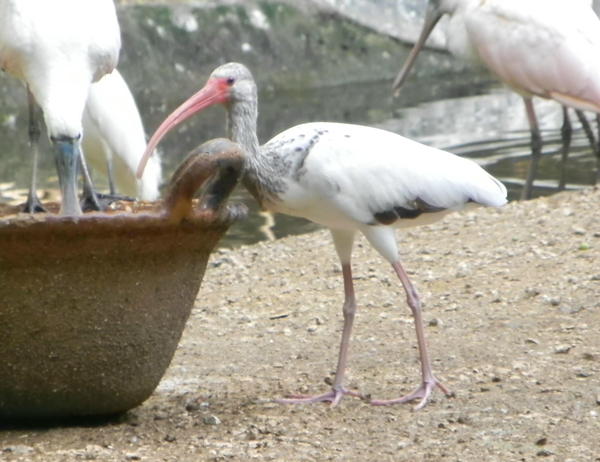 American White Ibis