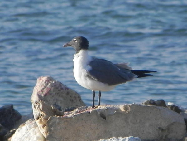 Laughing Gull