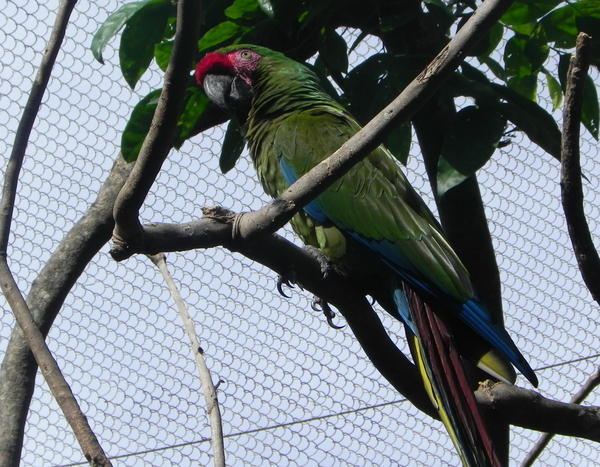 Military Macaw Military Macaw
