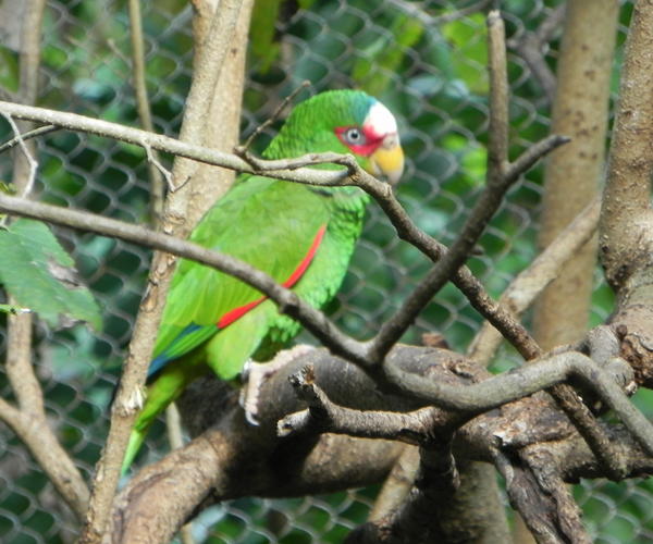 White-fronted Parrot