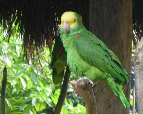Yellow-headed Parrot Yellow-headed Parrot