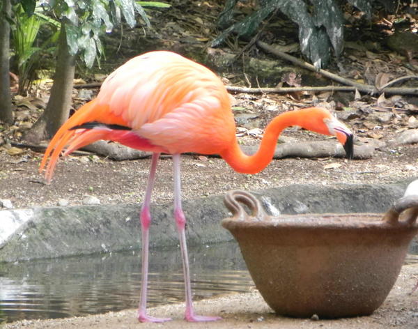 Greater Flamingo