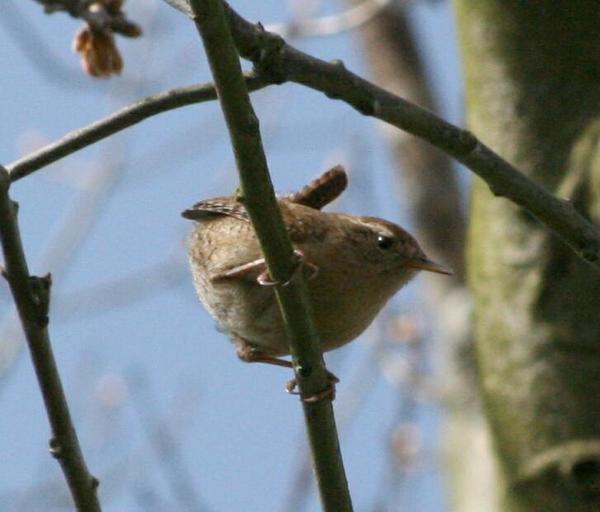 Winter Wren Winter Wren