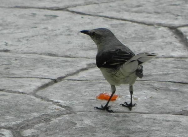 Tropical Mockingbird