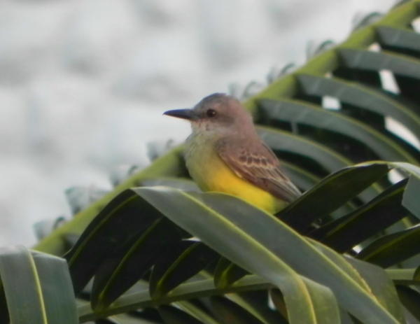 Tropical Kingbird Tropical Kingbird