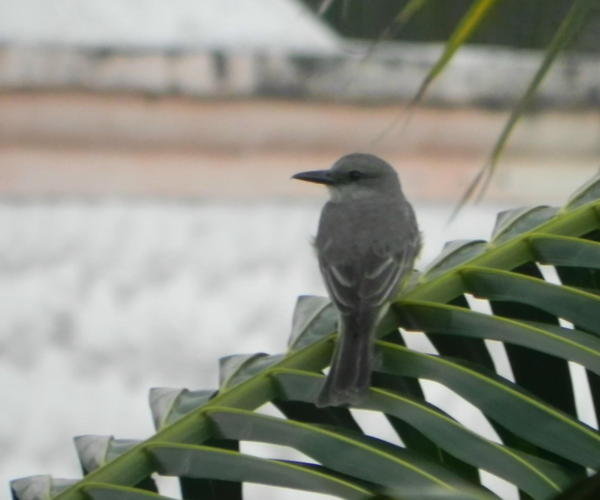 Grey Kingbird