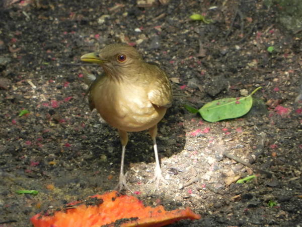 Clay-coloured Robin