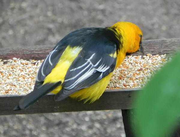 Altamira Oriole Altamira Oriole