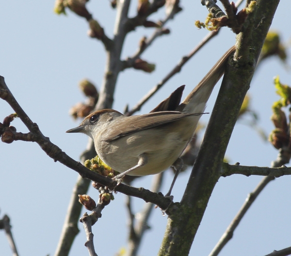 Blackcap Blackcap