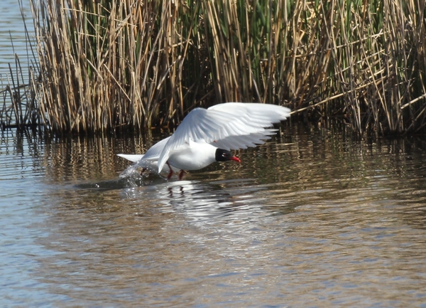 Mediterranean Gull Mediterranean Gull