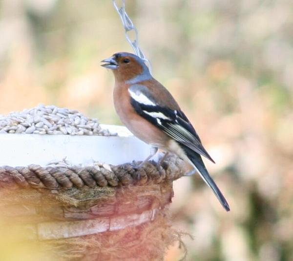 Chaffinch