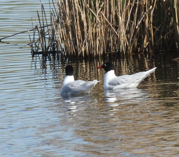 Mediterranean Gull