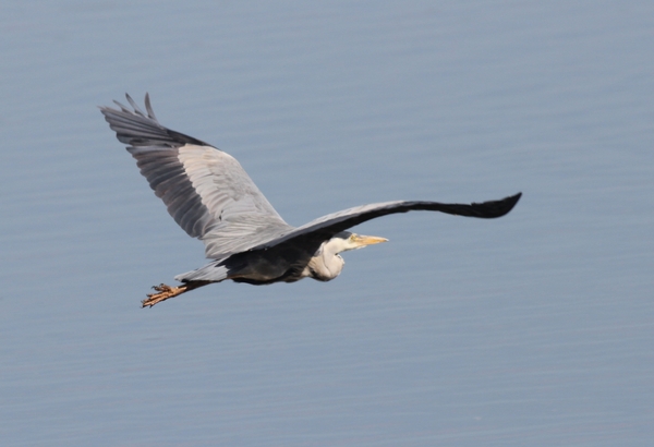 Grey Heron