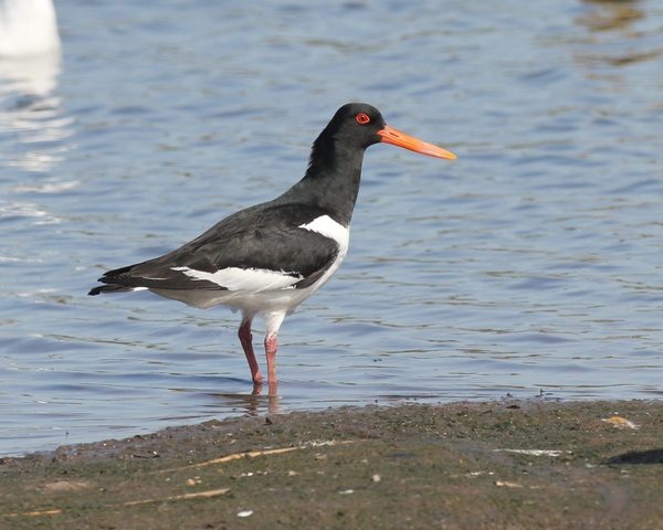 Eurasian Oystercatcher