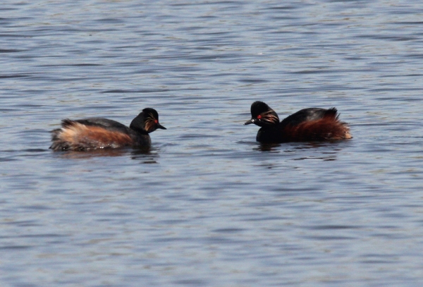 Black-necked Grebe