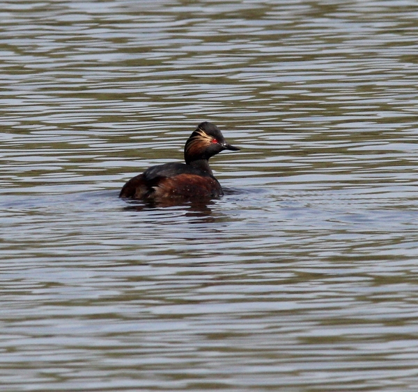 Black-necked Grebe