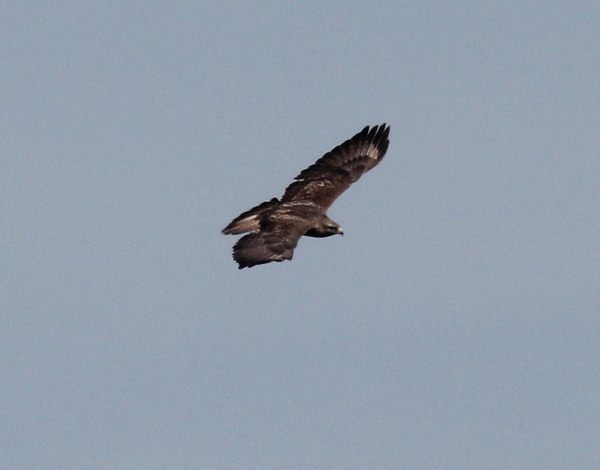 Common Buzzard