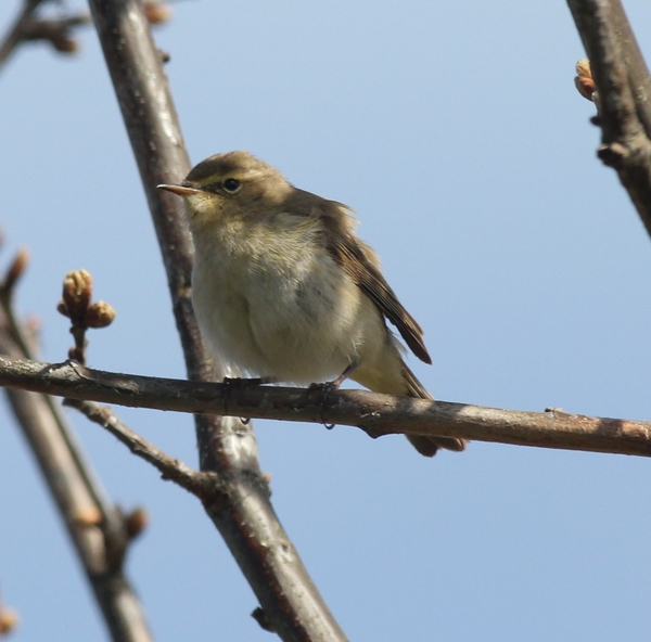 Chiffchaff