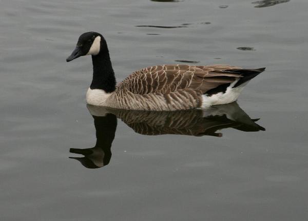 Canada Goose