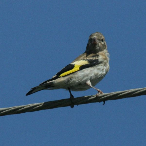 European Goldfinch