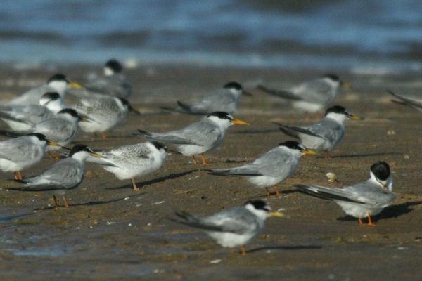 Royal Tern