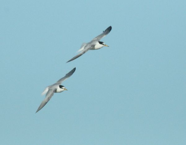 Royal Tern