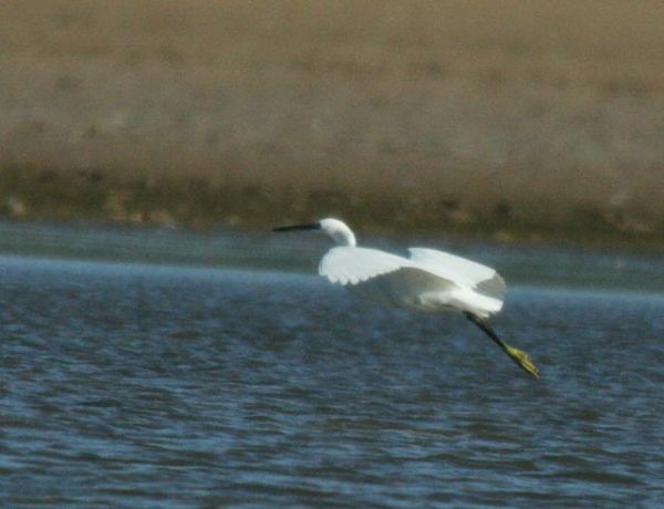 Little Egret Little Egret
