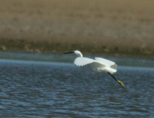 Little Egret