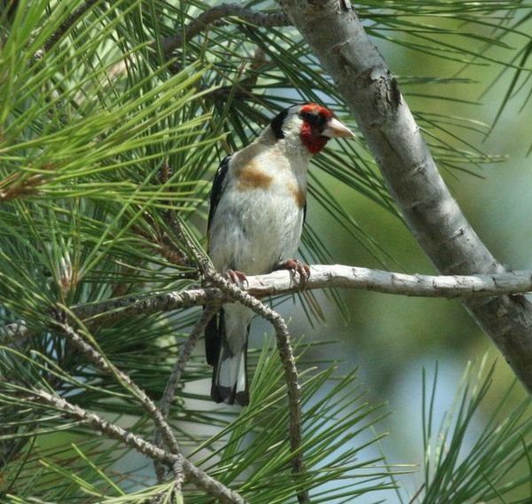 European Goldfinch