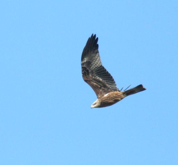 Black Kite Black Kite