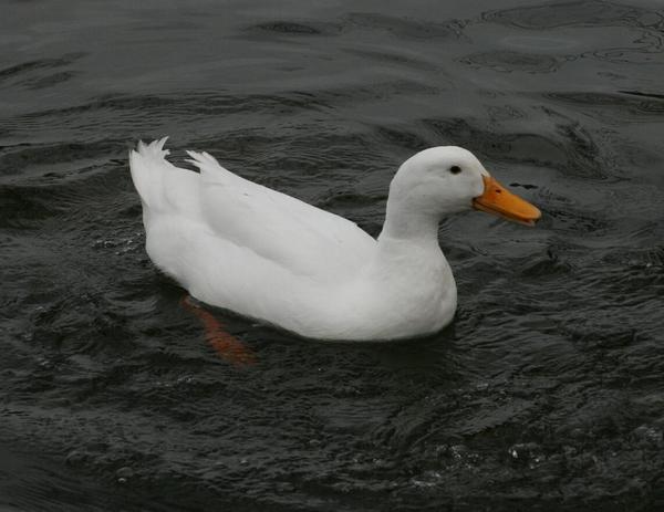 Pekin Duck