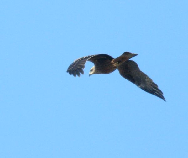 Black Kite