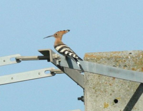 Hoopoe