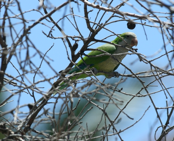 Monk Parakeet Monk Parakeet