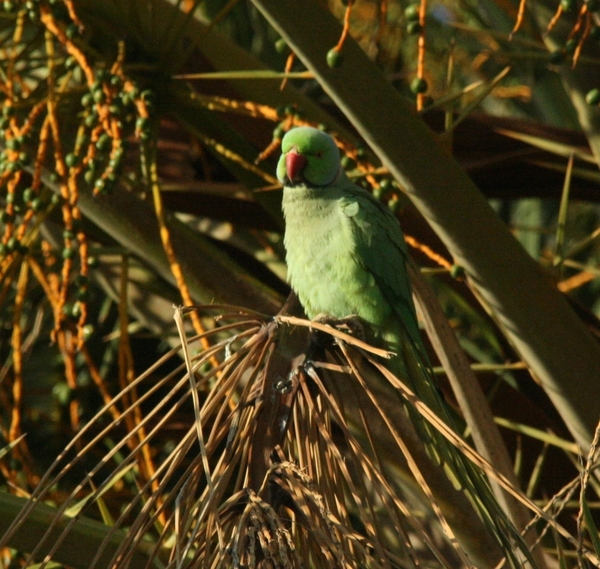 Ring-necked Parakeet Ring-necked Parakeet