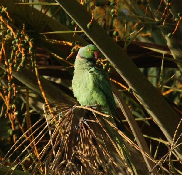 Ring-necked Parakeet