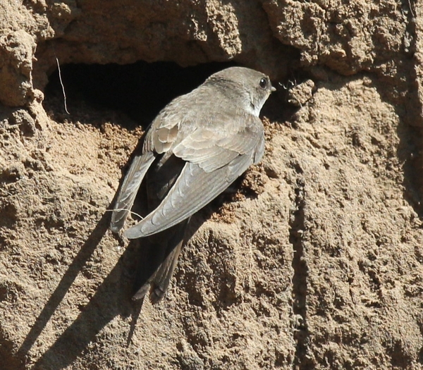 Sand Martin