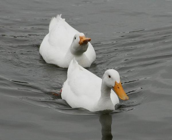 Pekin Duck Pekin Duck