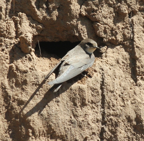 Sand Martin