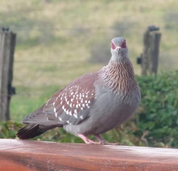 Speckled Pigeon