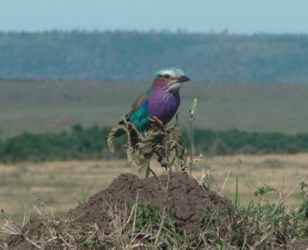 Lilac-breasted Roller