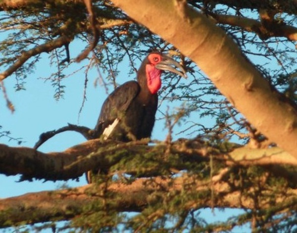 Southern Ground Hornbill Southern Ground Hornbill