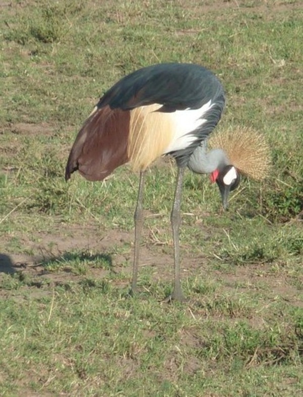 Grey Crowned Crane Grey Crowned Crane
