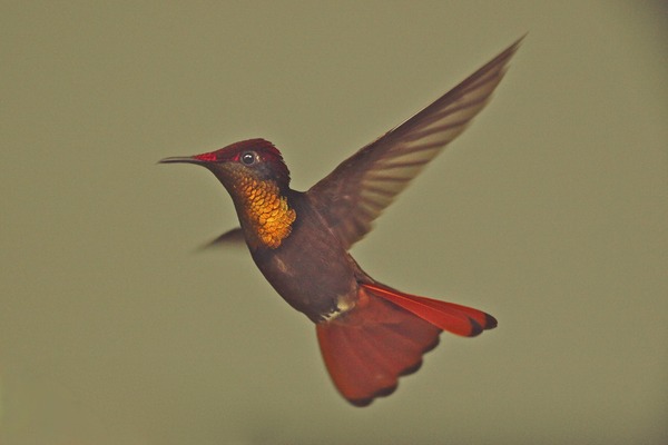 Ruby Topaz Ruby Topaz