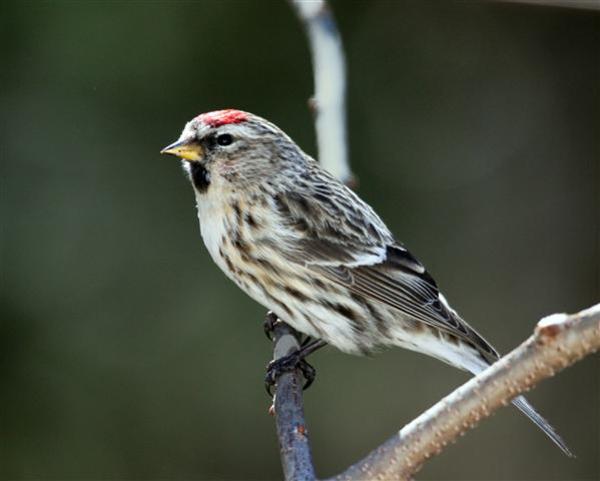 Lesser Redpoll Lesser Redpoll