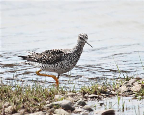 Lesser Yellowlegs