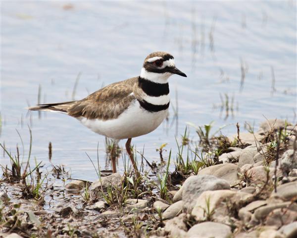Killdeer Killdeer